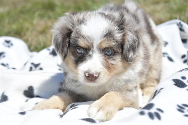 Australian Shepherd puppy