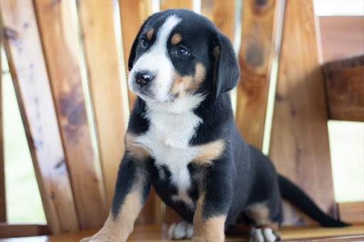 Great Swiss Mountain Dog